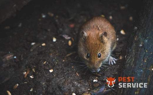 Дератизация в Раменском